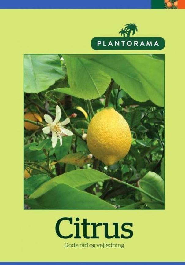 Citrus . Plantorama (2020-01-31-2020-01-31)